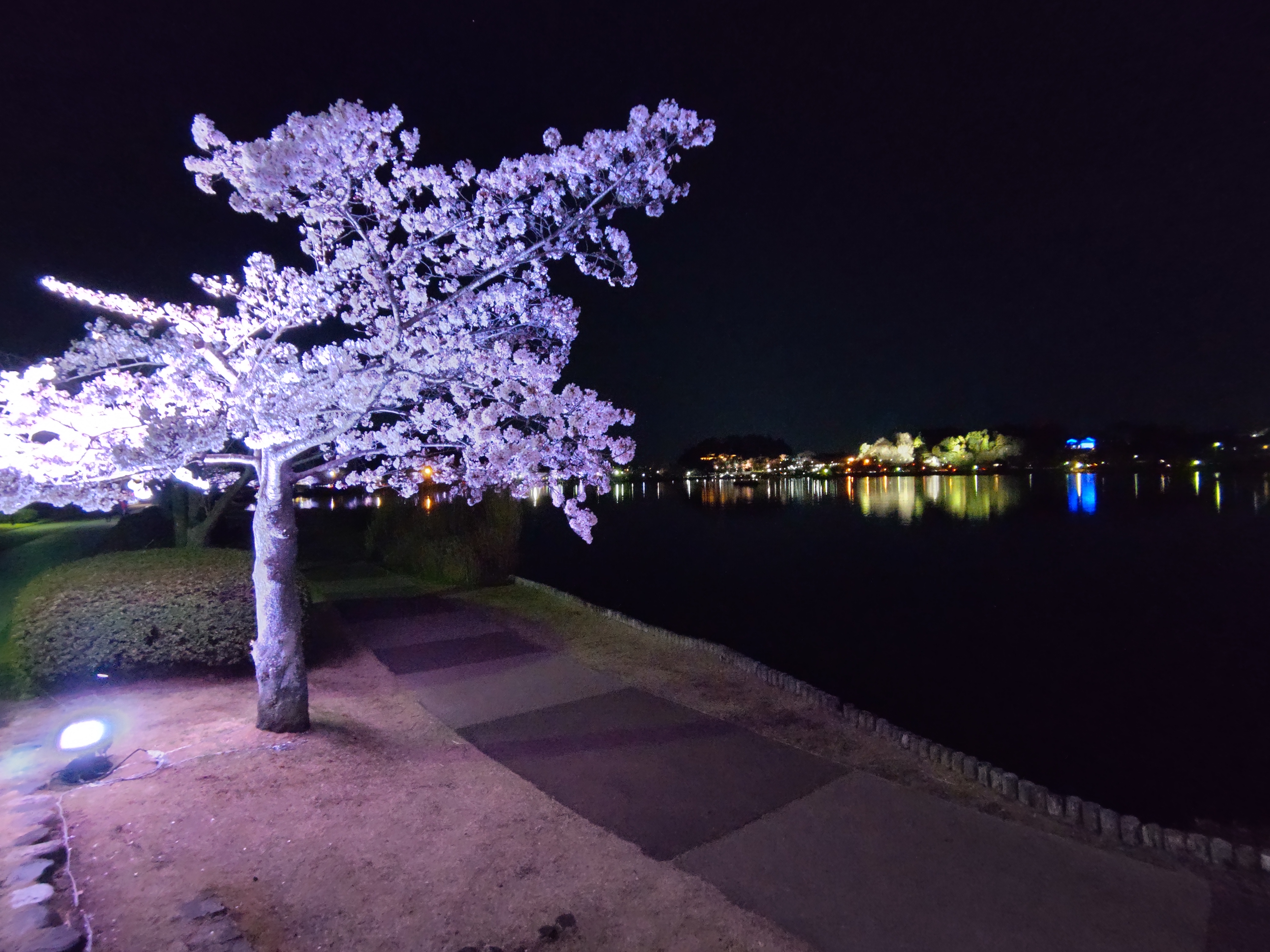 ライトアップされた桜が映える千波湖畔